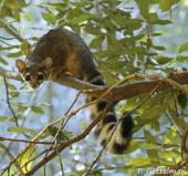 Ringtail